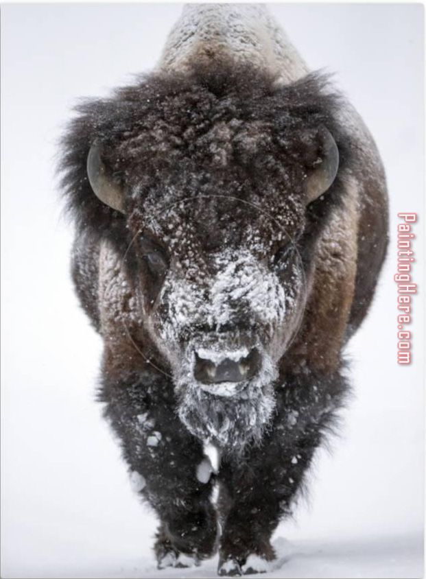 Snow Dusted American Bison painting - Unknown Artist Snow Dusted American Bison art painting